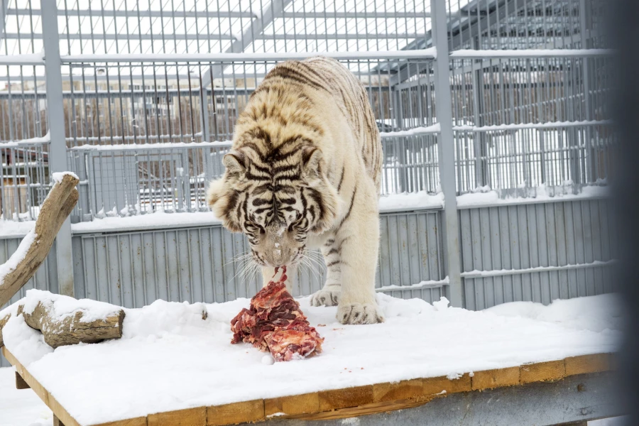 Животные в зоопарке «Лесная сказка» в январе 2026 года. 