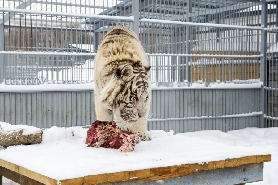 Животные в зоопарке «Лесная сказка» в январе 2026 года. 