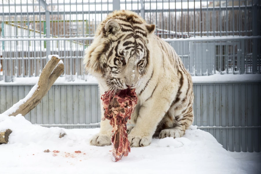 Животные в зоопарке «Лесная сказка» в январе 2026 года. 