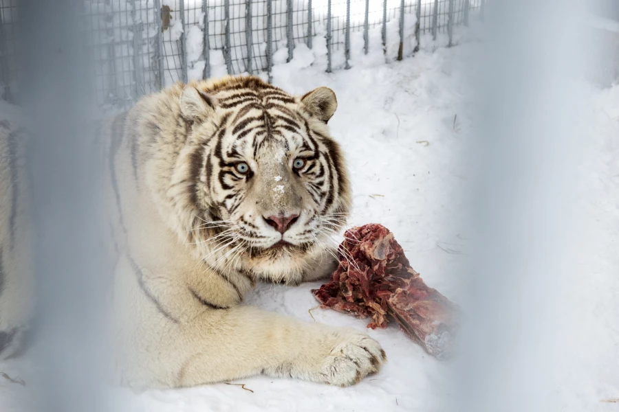 Животные в зоопарке «Лесная сказка» в январе 2026 года. 