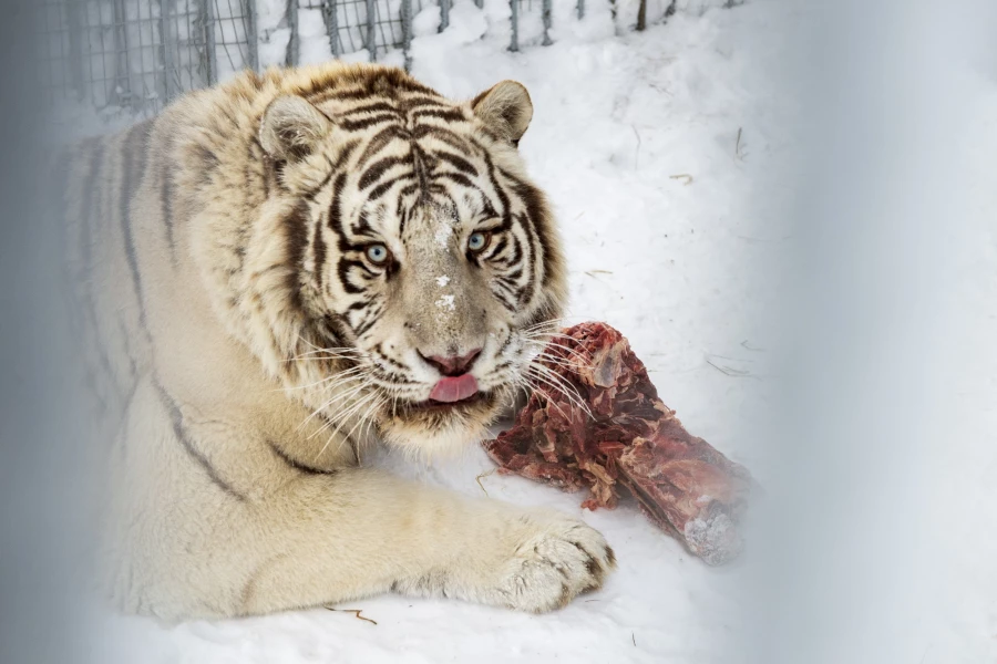 Животные в зоопарке «Лесная сказка» в январе 2026 года. 