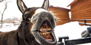 Животные в зоопарке «Лесная сказка» в январе 2026 года. 