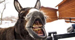 Животные в зоопарке «Лесная сказка» в январе 2026 года. 