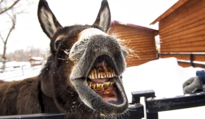 Животные в зоопарке «Лесная сказка» в январе 2026 года. 