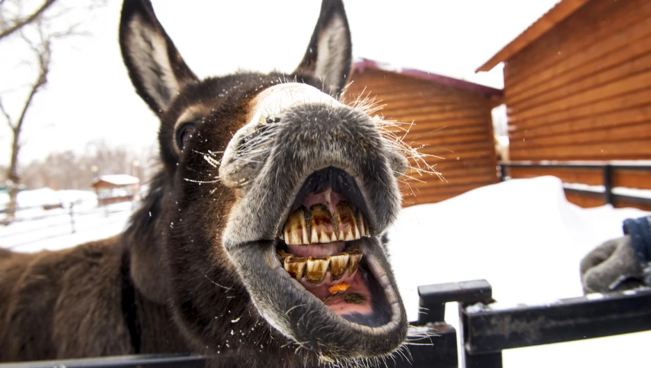 Животные в зоопарке «Лесная сказка» в январе 2026 года. 