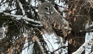 Сова в Новосибирске.