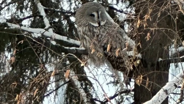Сова в Новосибирске.