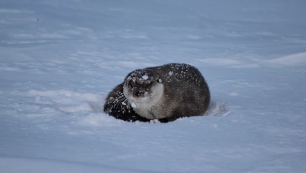 Выдра на льду Телецкого озера. 