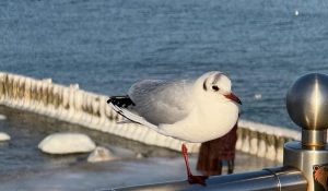 Чайка, море.