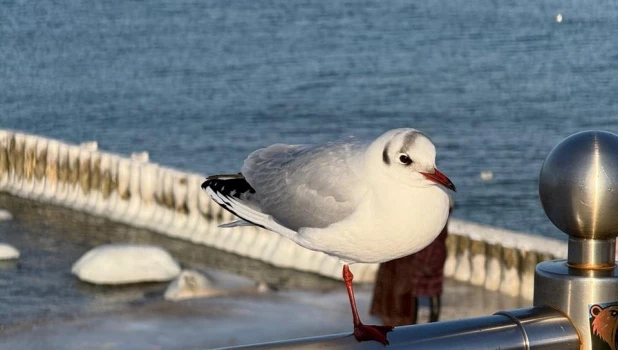 Чайка, море.