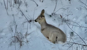 Алтайский заповедник.