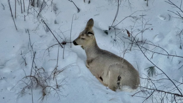 Алтайский заповедник.