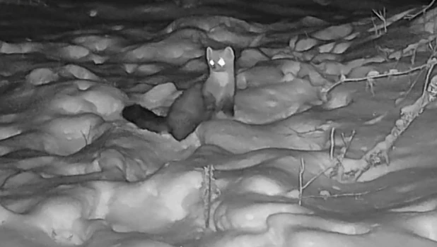 Звери Алтая. 