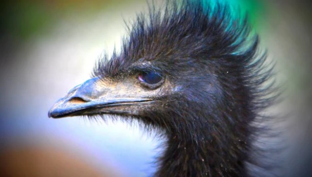 Страус эму.