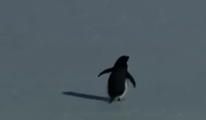 Пингвин-нигилист.