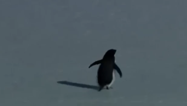 Пингвин-нигилист.