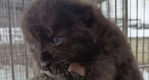 Маленький леопарденок. 