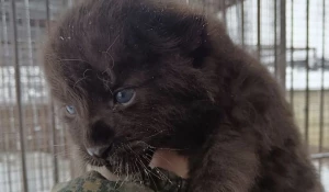 Маленький леопарденок. 