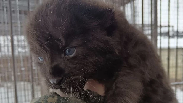 Маленький леопарденок. 