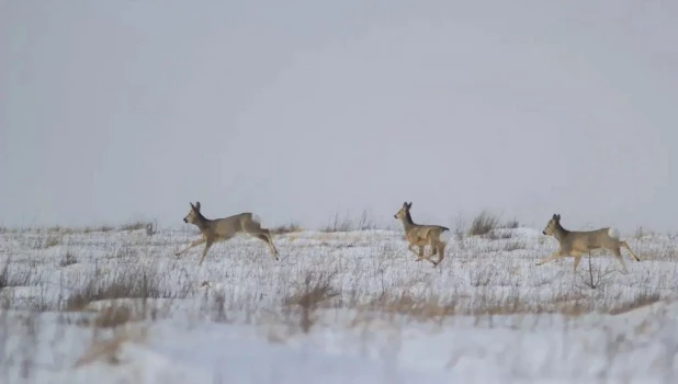 Животные Алтая.