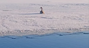 Лебедь в Бийске.