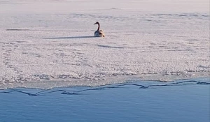 Лебедь в Бийске.