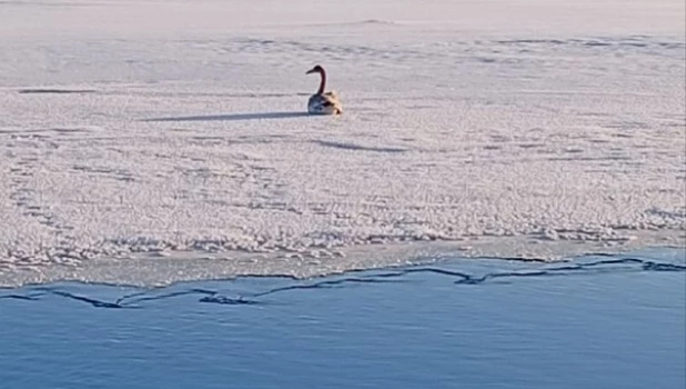 Лебедь в Бийске.