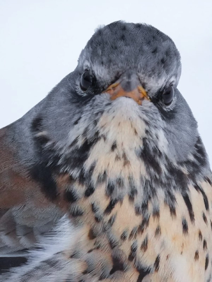 Дрозды-рябинники на Алтае.