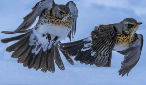 Дрозды-рябинники на Алтае.