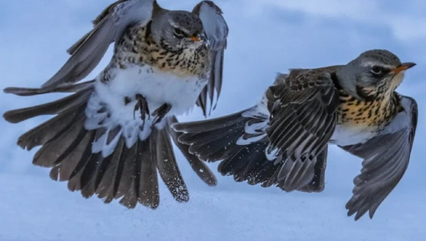 Дрозды-рябинники на Алтае.