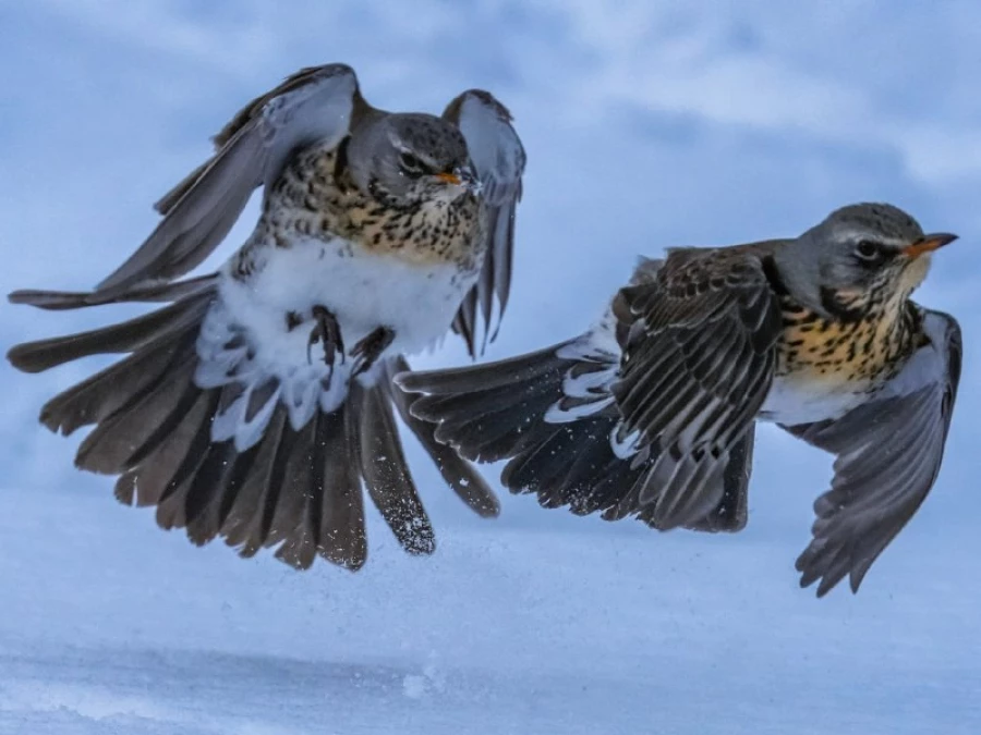 Дрозды-рябинники на Алтае.