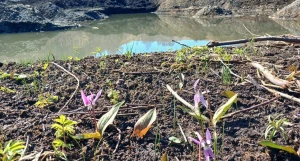 Краснокнижное растение - кандык сибирский в Солонешенском районе.