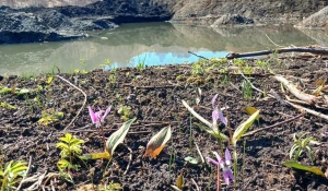 Краснокнижное растение - кандык сибирский в Солонешенском районе.