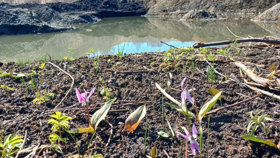 Краснокнижное растение - кандык сибирский в Солонешенском районе.
