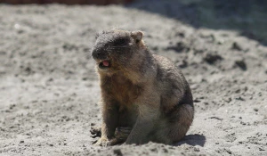 Сурок в барнаульском зоопарке.