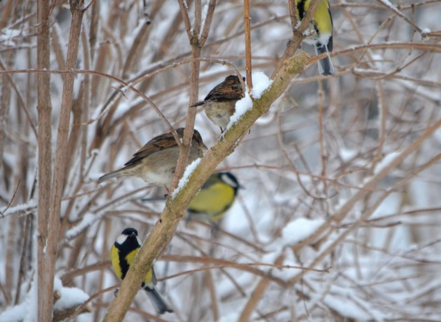 Птицы в Алтайском заповеднике.