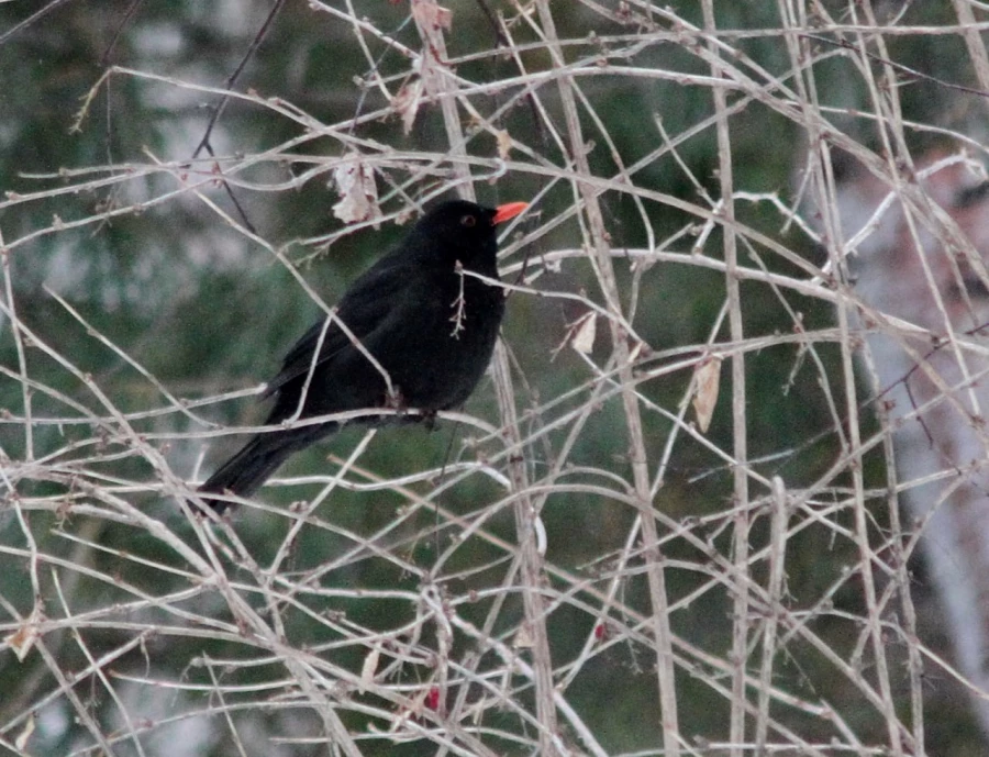 Птицы в Алтайском заповеднике.