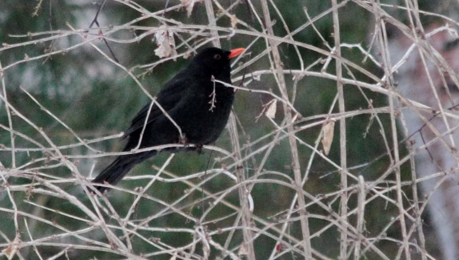 Птицы в Алтайском заповеднике.