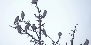 Птицы в Алтайском заповеднике.
