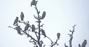 Птицы в Алтайском заповеднике.