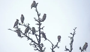Птицы в Алтайском заповеднике.