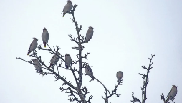 Птицы в Алтайском заповеднике.