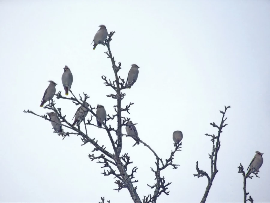Птицы в Алтайском заповеднике.