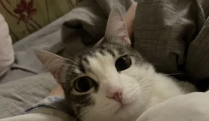 Кошка Раста