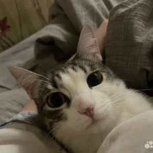 Кошка Раста