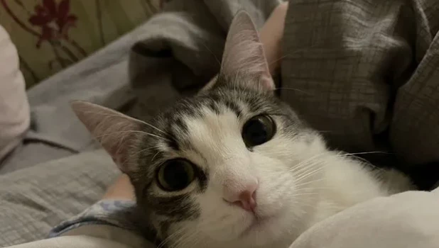 Кошка Раста