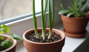 Рассада. Лук. Зелень. Тимьян. Руккола. Микрозелень