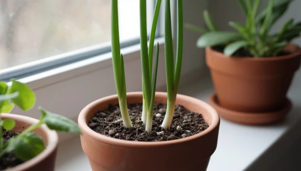 Рассада. Лук. Зелень. Тимьян. Руккола. Микрозелень