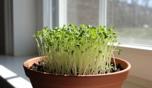 Рассада. Лук. Зелень. Тимьян. Руккола. Микрозелень