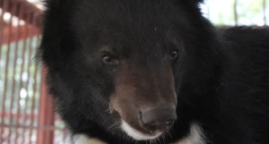 Гималайский медведь.